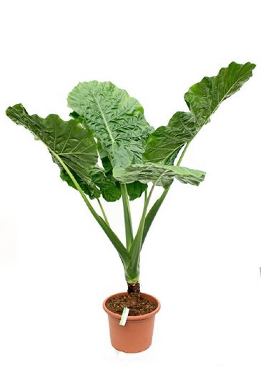 Alocasia macrorrhiza