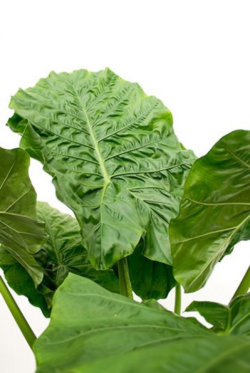 Alocasia macrorrhiza