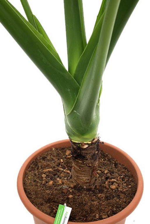 Alocasia macrorrhiza