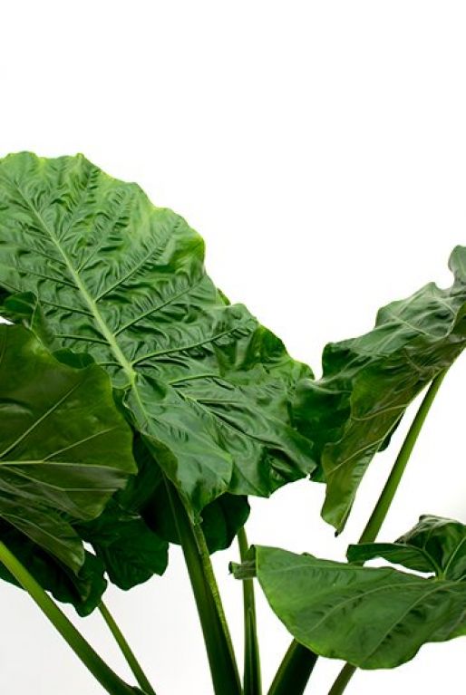 Alocasia macrorrhiza