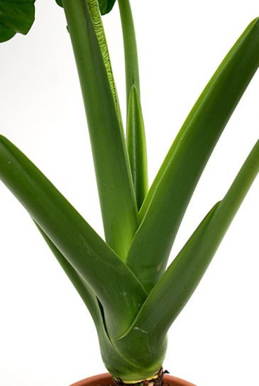 Alocasia macrorrhiza