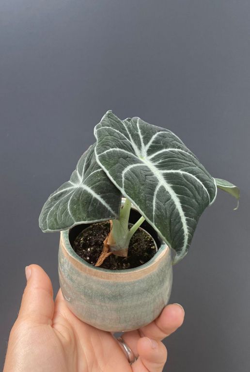 Alocasia black velvet