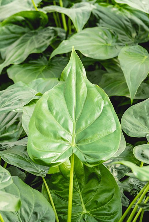 Alocasia cucullata blad 1