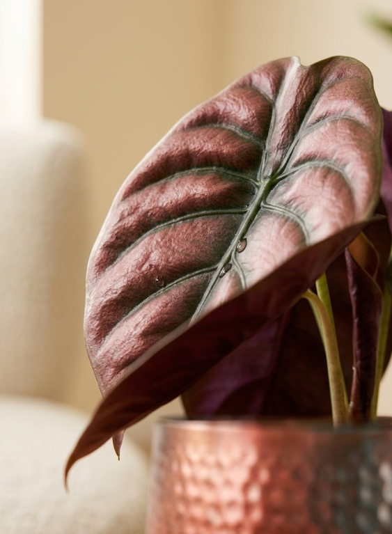 Alocasia Cuprea Red (Red Secret)