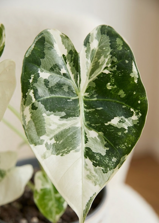 Alocasia Frydek Variegata 6 cm