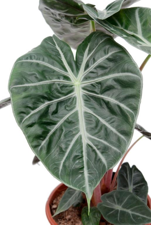 Alocasia marocco purple night