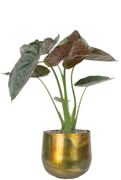 Alocasia im Metallblumentopf