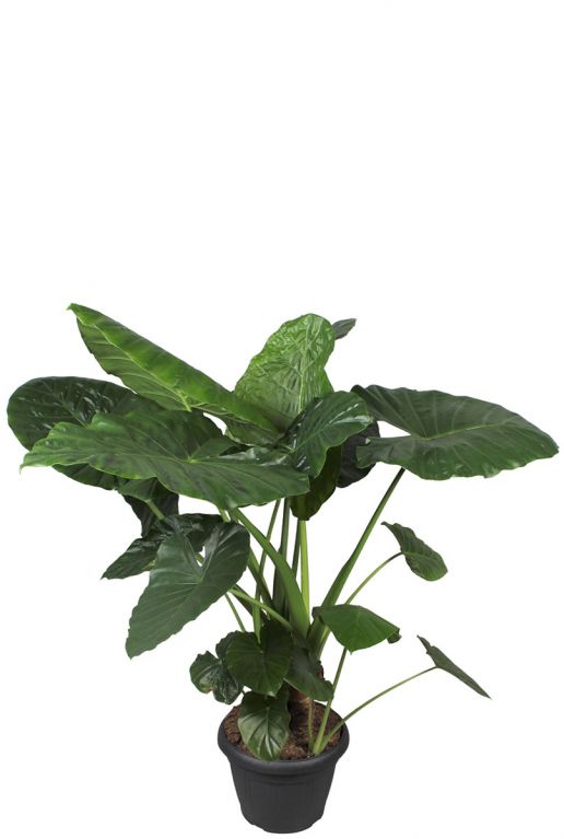 Alocasia macrorrhiza am baumstamm
