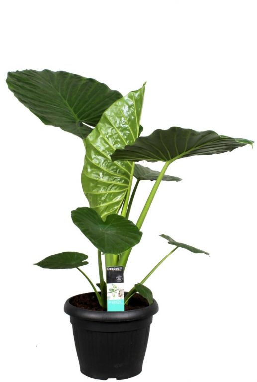 Alocasia macrorrhiza kamerplant