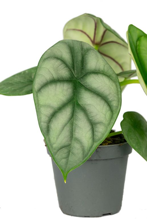 Alocasia pflanze