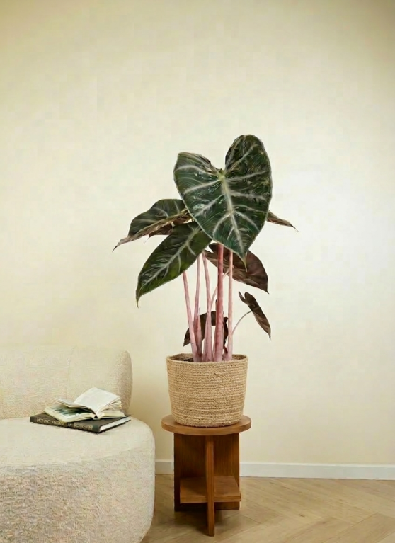 Alocasia Pink Dragon