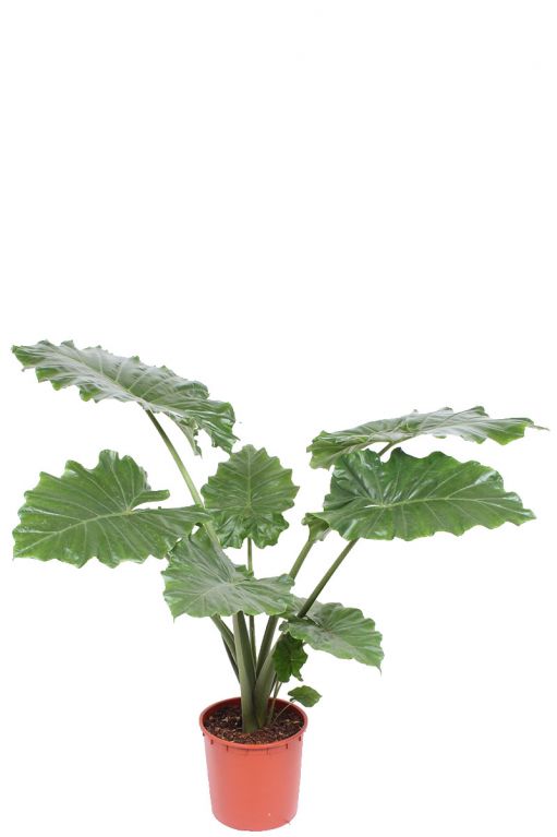 Alocasia portodora 3