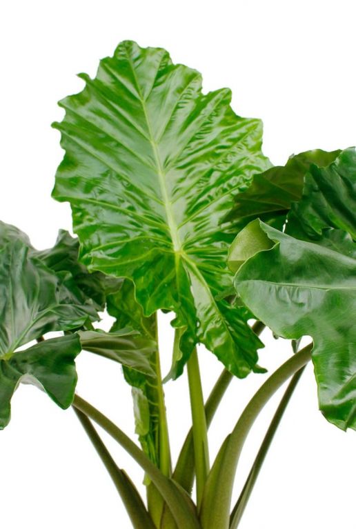 Alocasia portodora 4