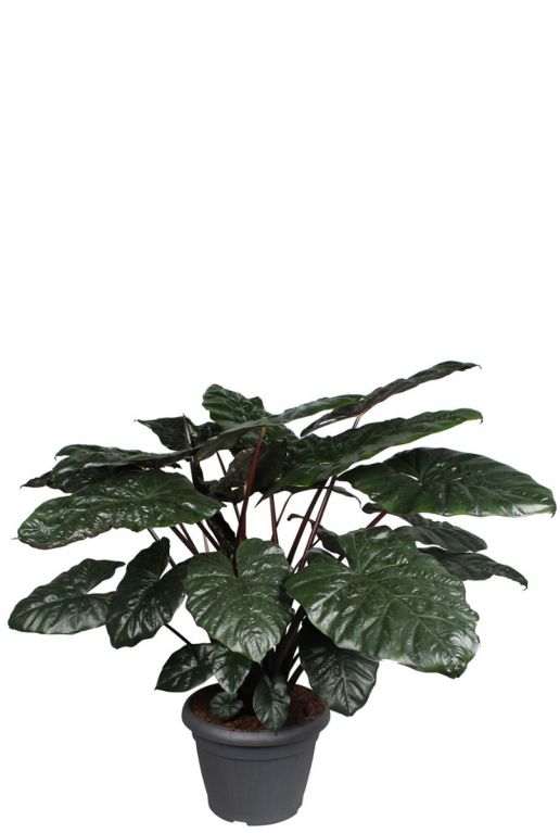 Alocasia yucatan princess kamerplant