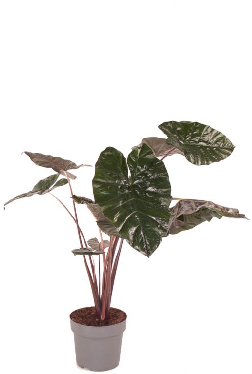 Alocasia yucatan princess