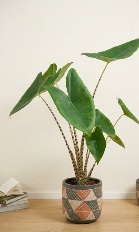 Alocasia zebrina