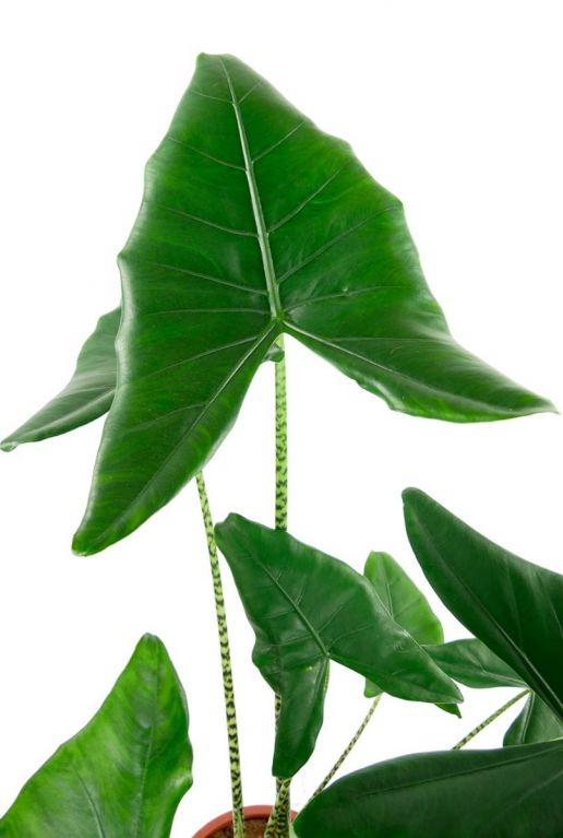 Alocasia zebrina pfeilförmiges Blatt 1