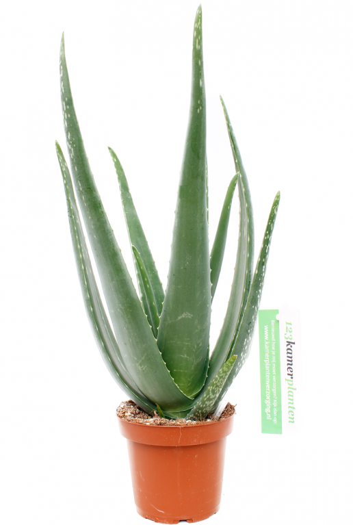 Aloe vera Sukkulente