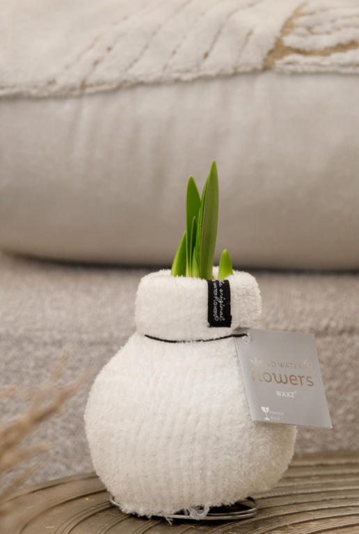 Amaryllis cozy fluffy wit sfeer