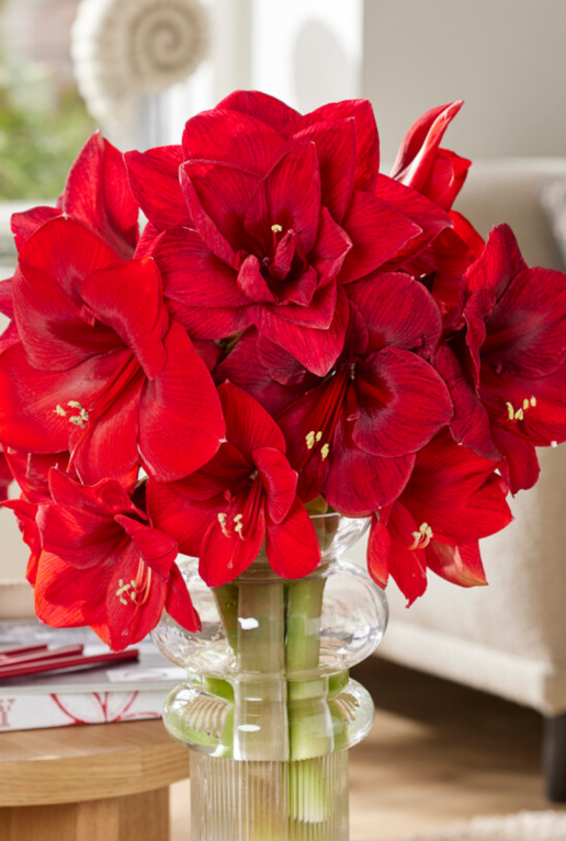 Amaryllis fluweel rood sfeer 2