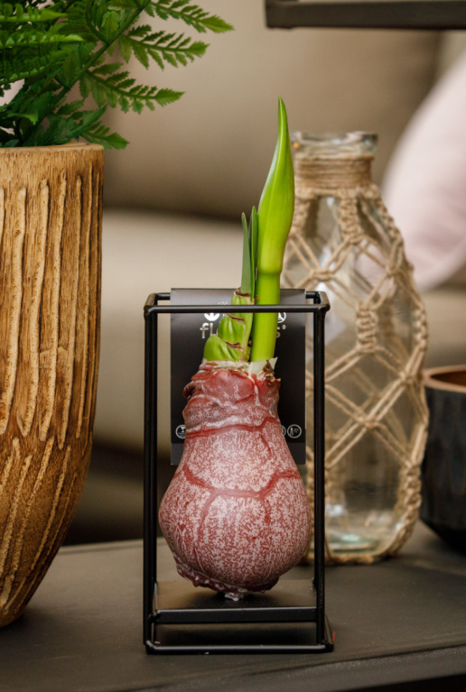 Amaryllis industrial rood sfeer