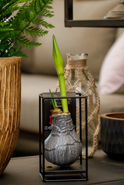 Amaryllis industrial zwart sfeer