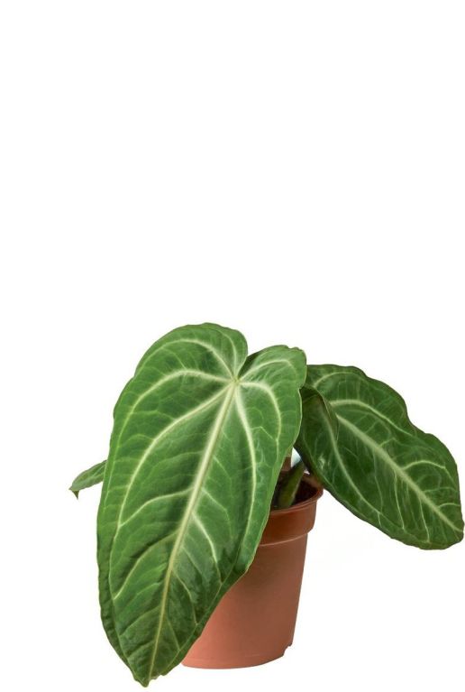 Anthurium-villenaorum