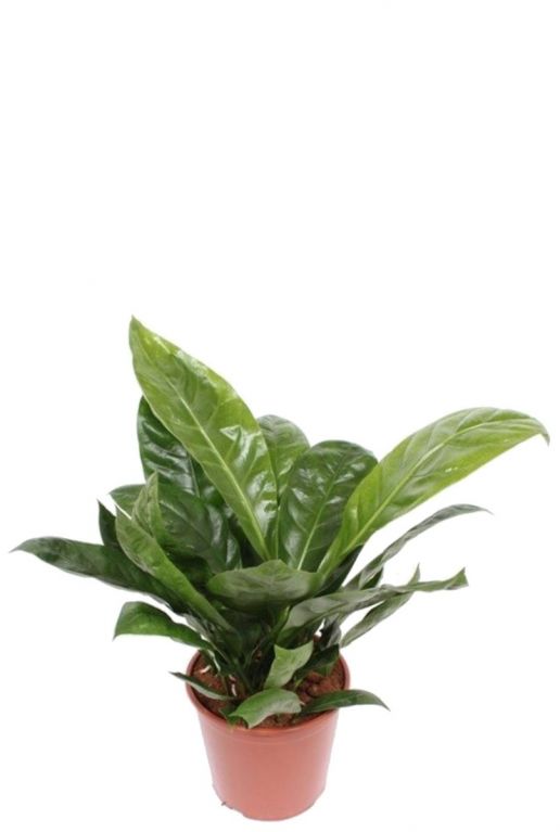 Anthurium antingo Flamingoblumen