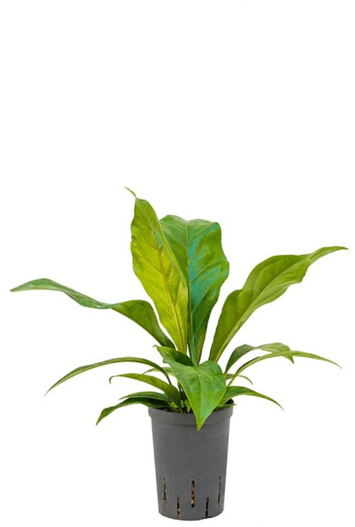 Anthurium jungle bush hydrokulturpflanze