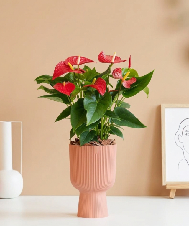 Anthurium rote Blume