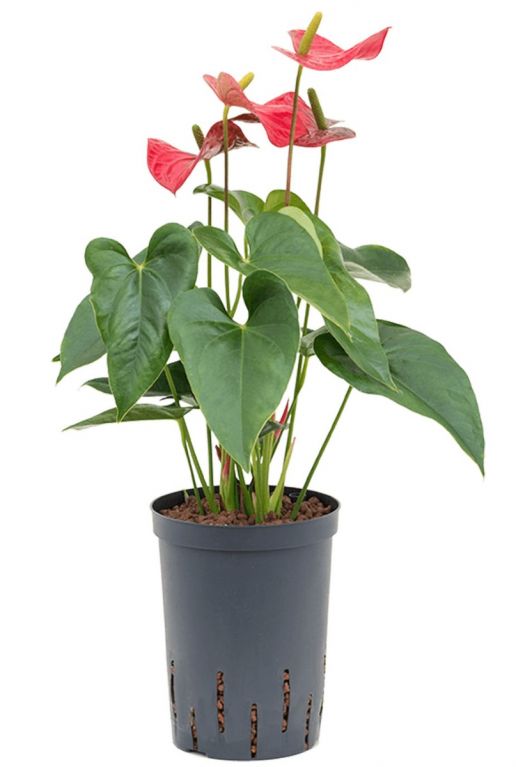 Anthurium sierra kamerplant hydro