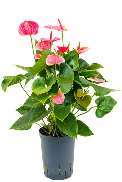 Anthurium sweet dream hydrokulturpflanze