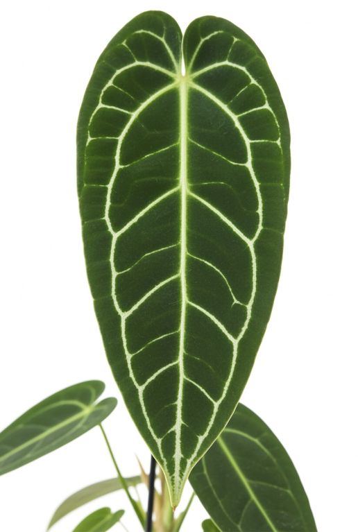 Anthurium warocqueanum-2