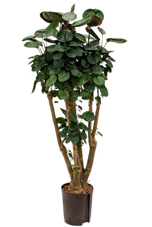 Aralia fabian hydrokulturpflanze