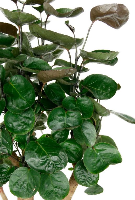 Aralia zimmerpflanze runde blätter
