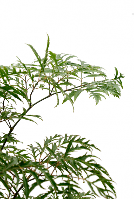 Aralia pflanze