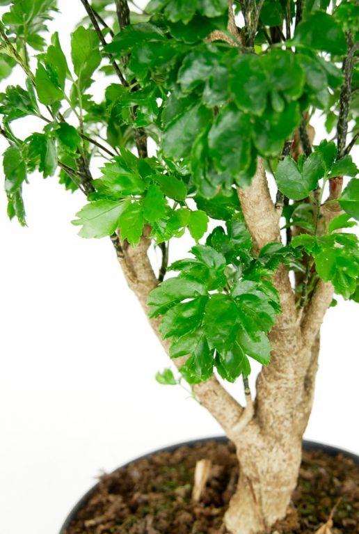 Aralia roble zimmerpflanze
