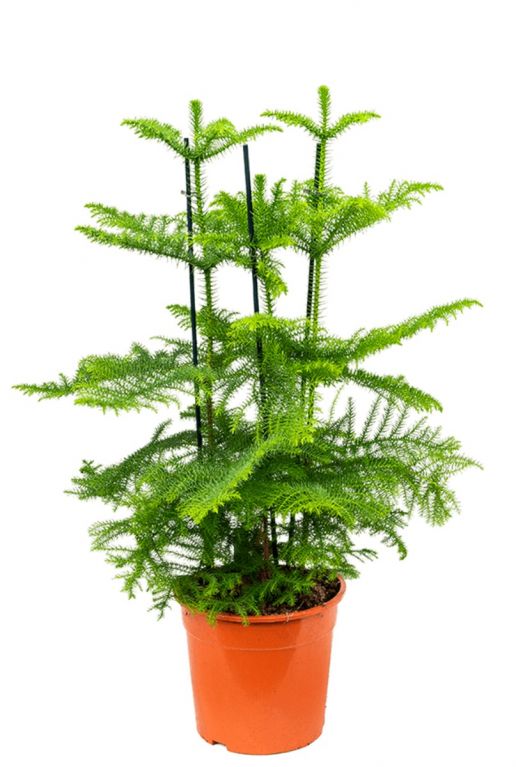 Araucaria heterophylla zimmertanne