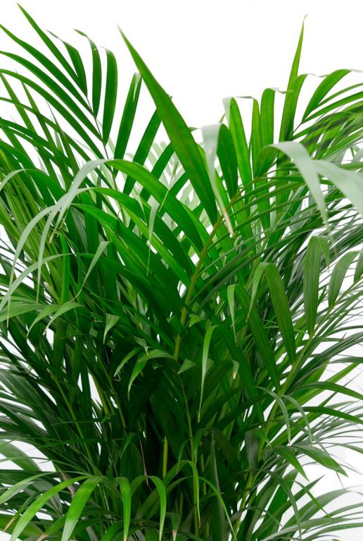 Areca palme im Elho Topfe