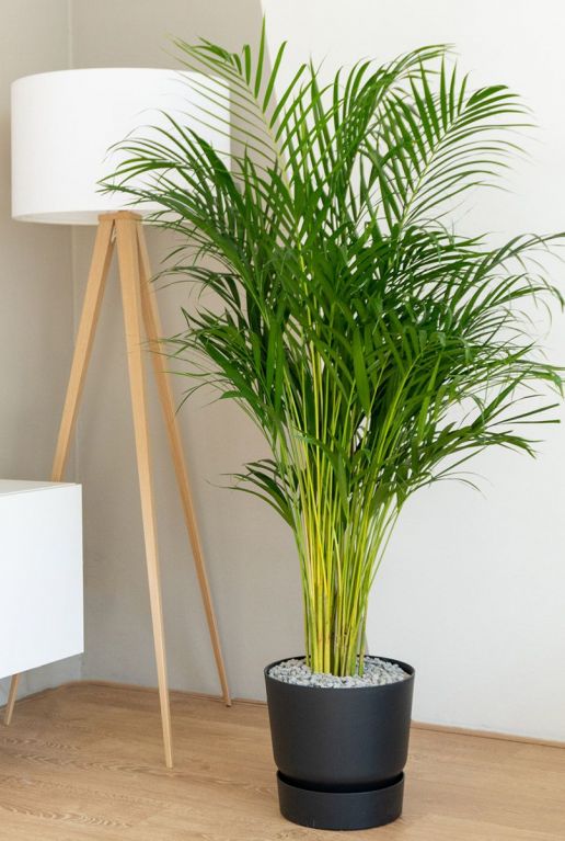 Areca-goudpalm-kopen-online 1