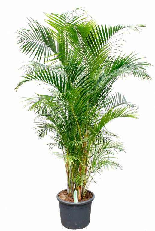 areca chrysalidoc lutescens goldfruchtpalme 40cm