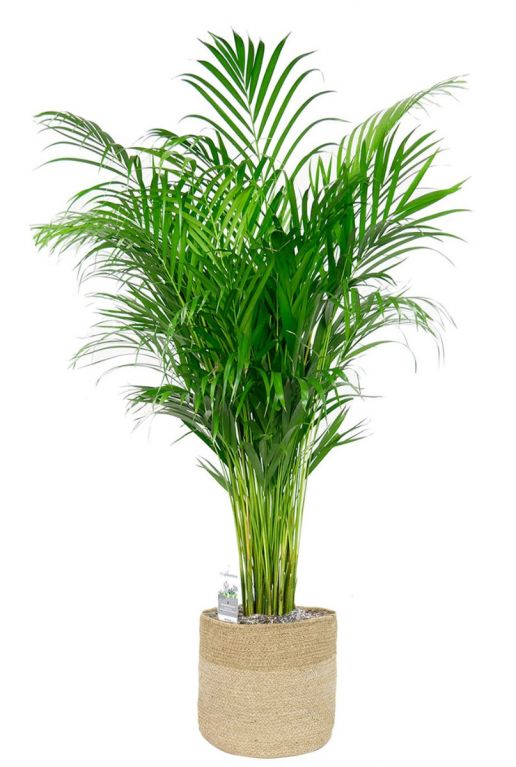 Areca in jute mand