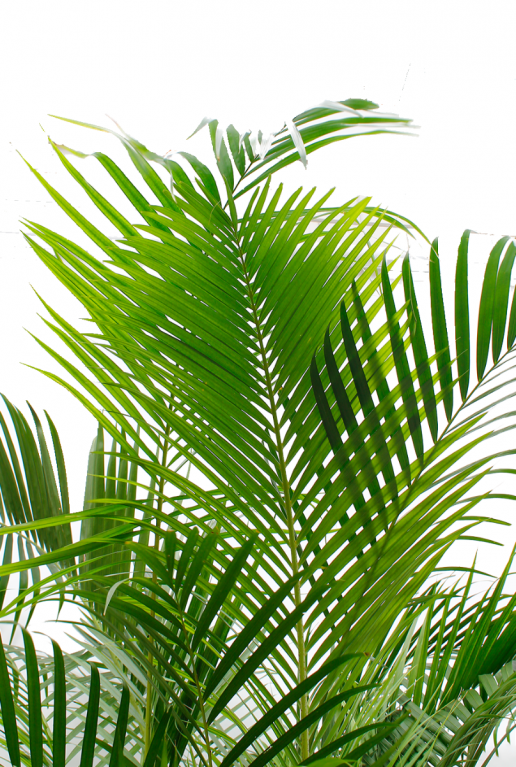 areca Schöne Zimmerpflanze 40cm