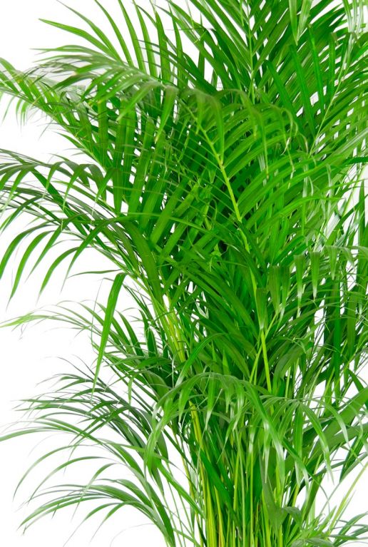 Areca palm 4