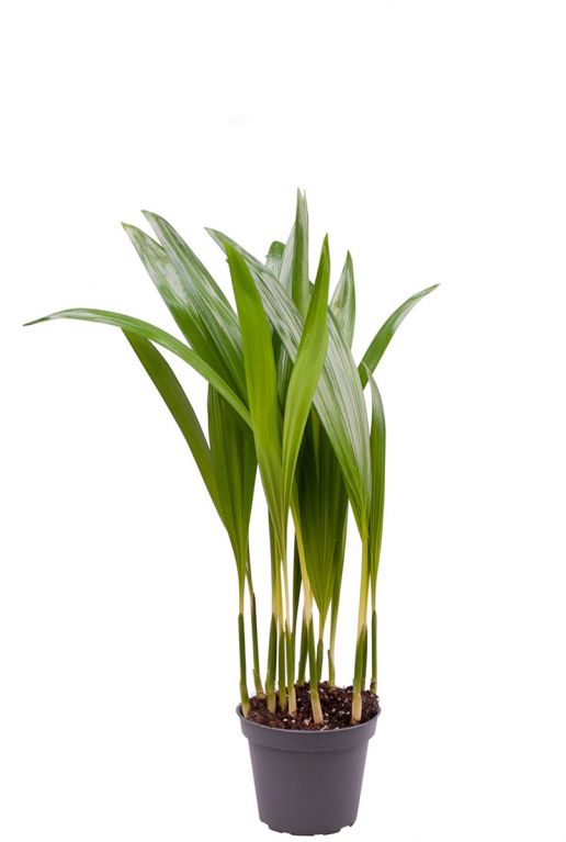 Areca stecklinge palme