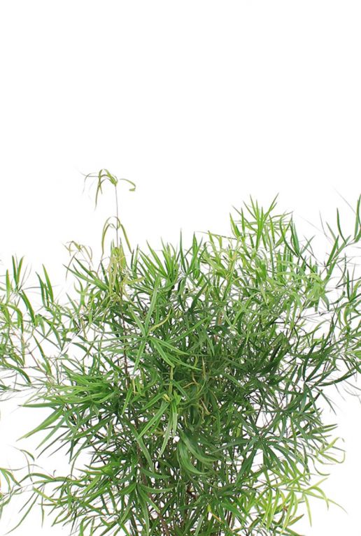 Asparagus falcatus feines blatt