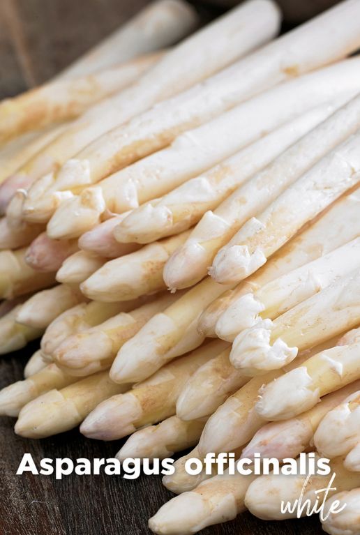 Asparagus officinalis white blumenzwiebeln