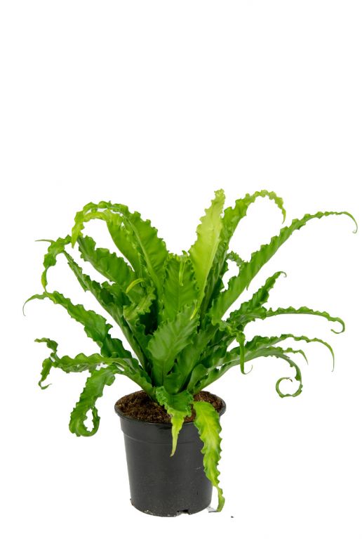 Asplenium antiquum osaka Zimmerpflanze