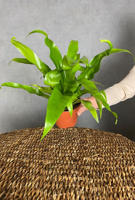 Asplenium antiquum plant
