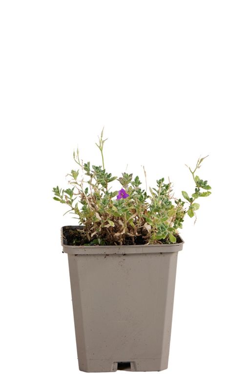 Aubrieta hamburger stadtpark pot9
